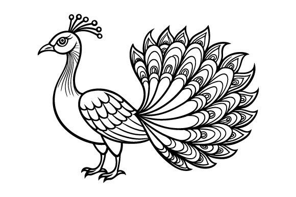 Outline Drawing Peacock Vector Design